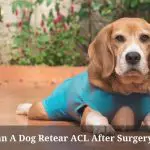 Can A Dog Retear ACL After Surgery? (9 Menacing Facts)