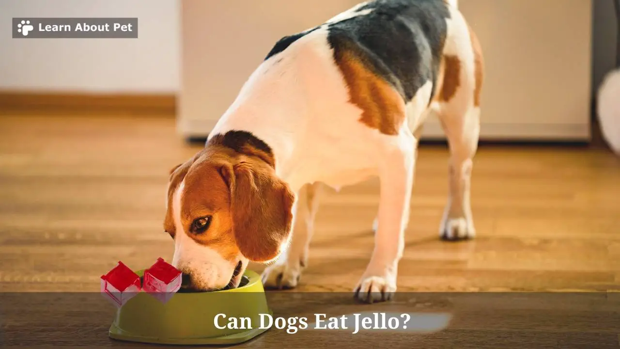 Can Dogs Eat Jello? 7 Menacing Health Issues Learn About Pet