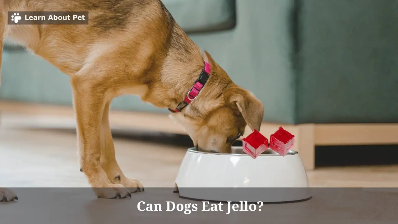 Can Dogs Eat Jello? 7 Menacing Health Issues Learn About Pet