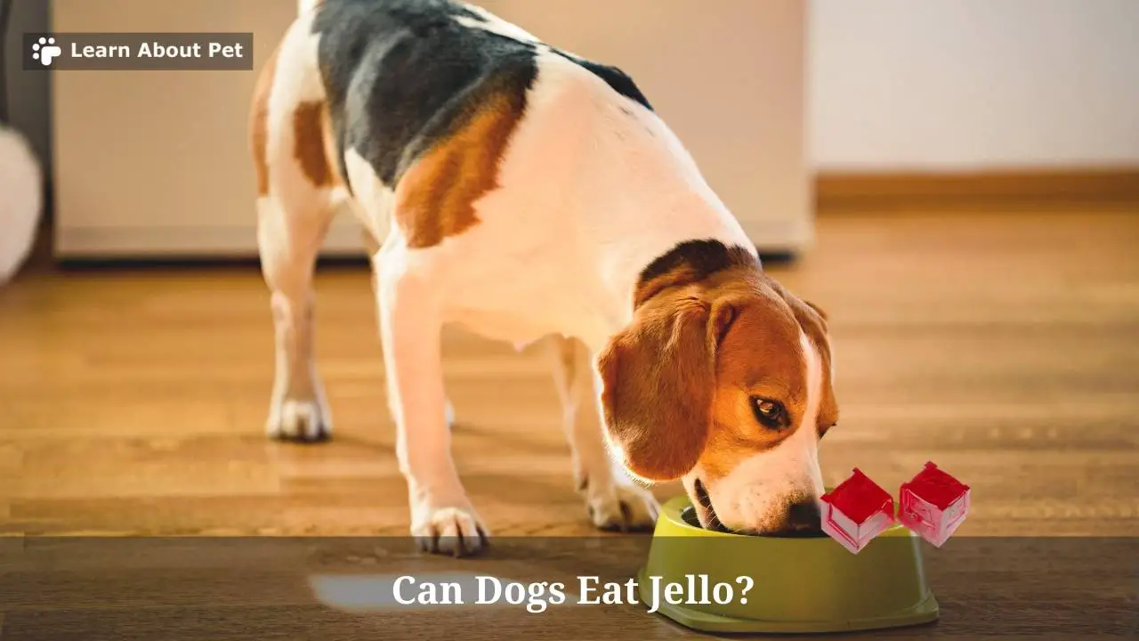 Can Dogs Eat Jello? 7 Menacing Health Issues Learn About Pet