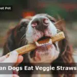 Can Dogs Eat Veggie Straws? (9 Interesting Facts)