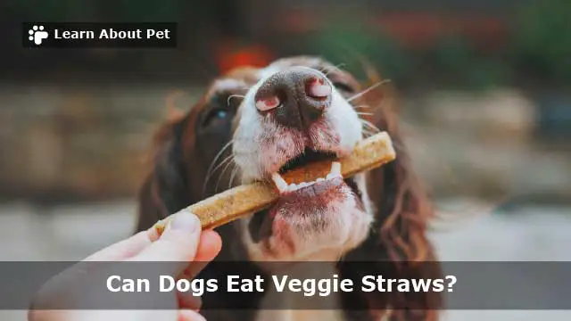 Can dogs eat veggie straws