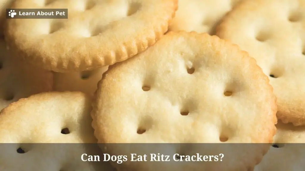 Can Dogs Eat Ritz Crackers? (7 Interesting Facts) - 2022