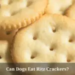 Can Dogs Eat Ritz Crackers? (7 Interesting Facts)