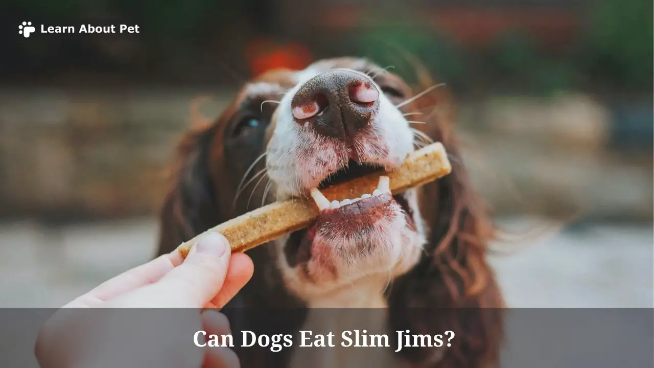 Can Dogs Eat Slim Jims? (9 Interesting Facts) 2023