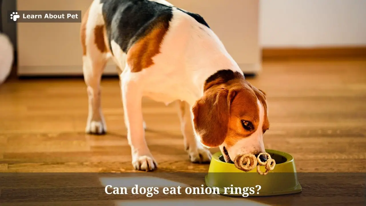 Can Dogs Eat Onion Rings? (9 Important Health Facts)