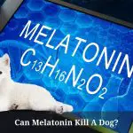 Can Melatonin Kill A Dog? 7 Menacing Facts If My Dog Ate Melatonin
