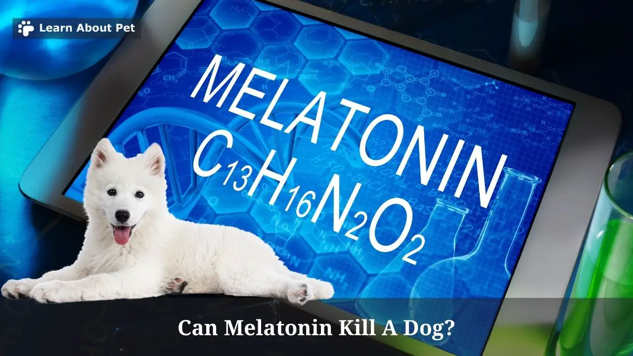 Can Melatonin Kill A Dog? 7 Menacing Facts If My Dog Ate Melatonin