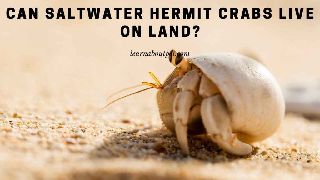 Can saltwater hermit crabs live on land