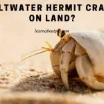 Can Saltwater Hermit Crabs Live On Land? 7 Cool Facts