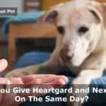 Can You Give Heartgard And Nexgard On Same Day? (9 Clear Facts)