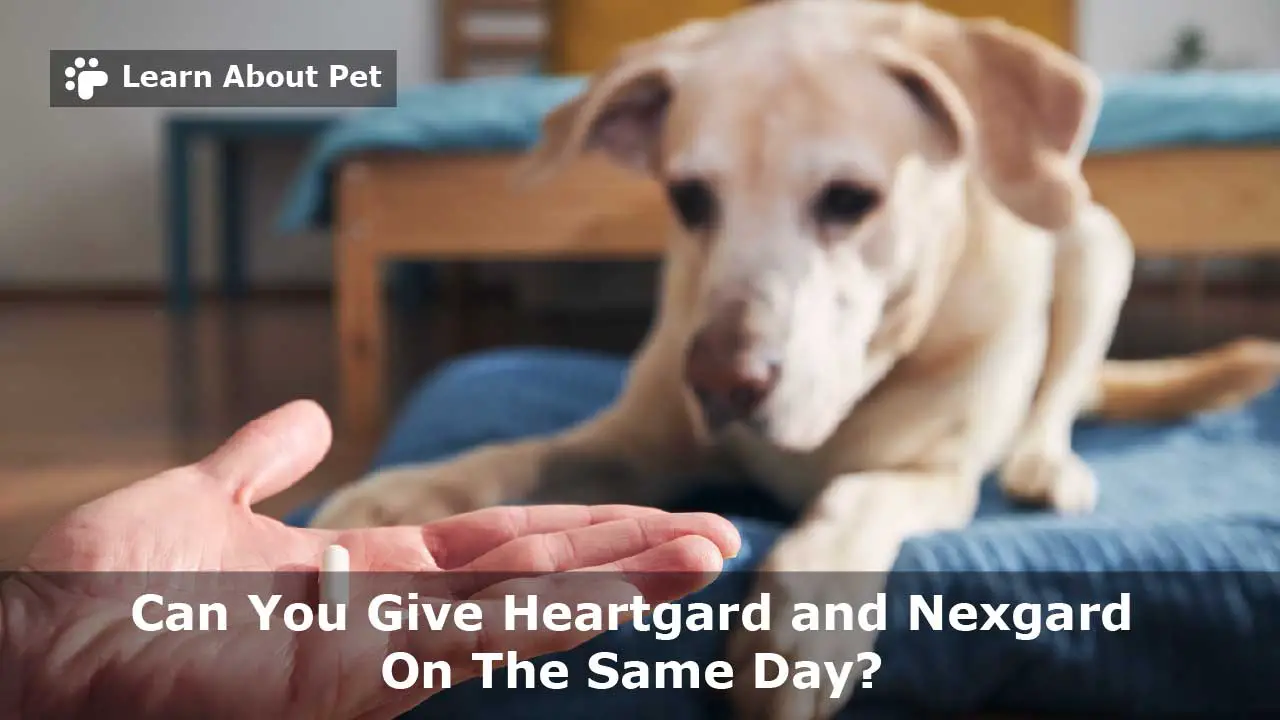 Can You Give Heartgard And Nexgard On Same Day? (9 Clear Facts)