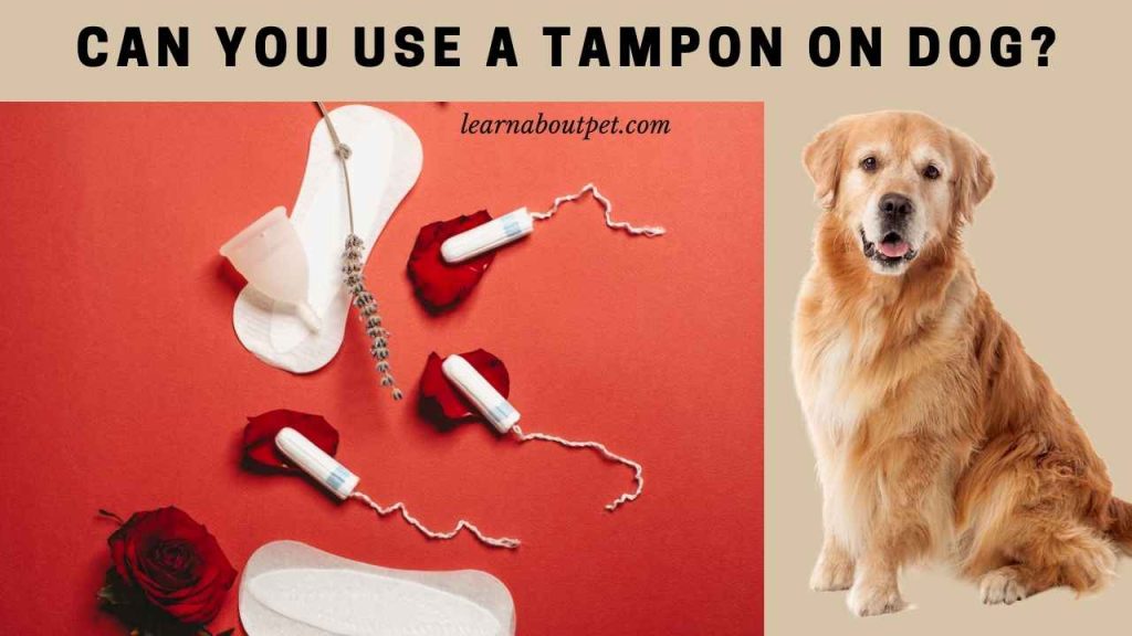 Can you use a tampon on dog