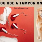 Can you use a tampon on dog