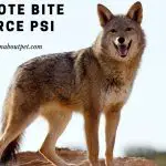 Coyote Bite Force Psi : (7 Interesting Facts)
