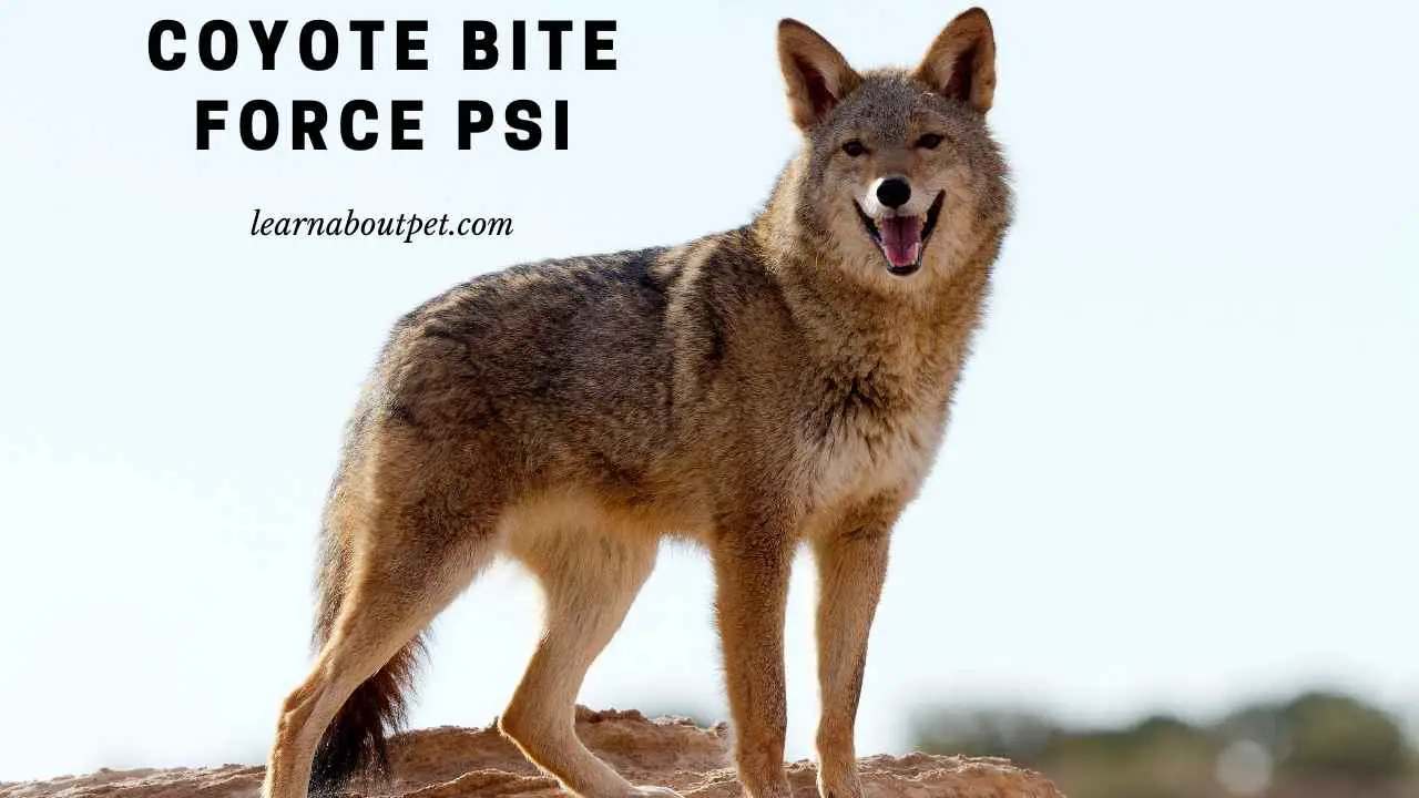 coyote-bite-force-psi-7-interesting-facts-2023