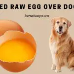 Cracked Raw Egg Over Dog Food : Is It Safe? (7 Clear Facts)