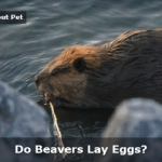 Do Beavers Lay Eggs? (7 Clear Facts)