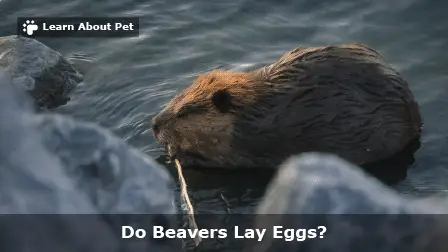 Do beavers lay eggs
