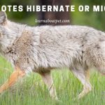 Do Coyotes Hibernate Or Migrate? (7 Interesting Facts)