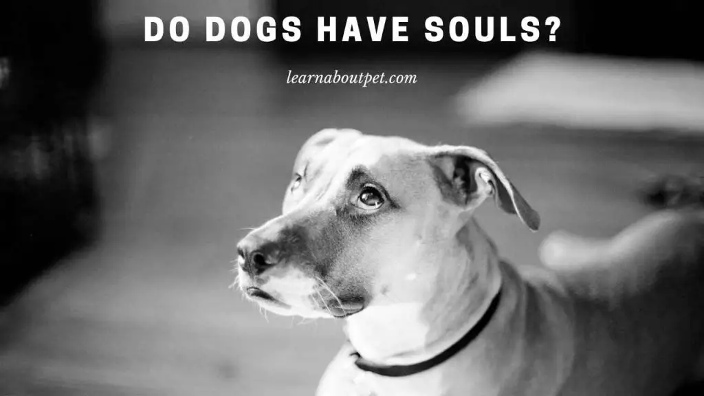 Do dogs have souls