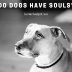 Do Dogs Have Souls? (9 Interesting Facts)