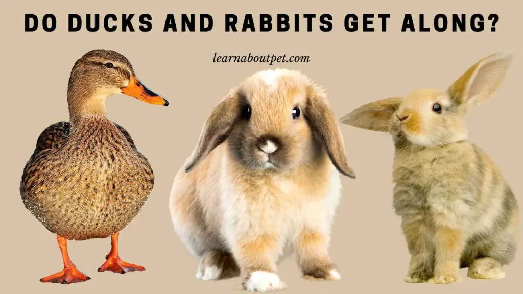 do-ducks-and-rabbits-get-along-7-interesting-facts-2023