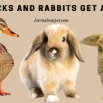 Do Ducks And Rabbits Get Along? (7 Interesting Facts)