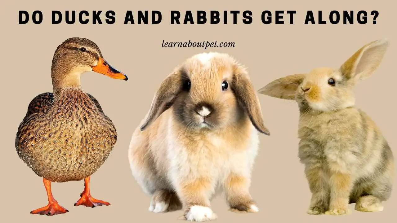 Do Ducks And Rabbits Get Along? (7 Interesting Facts) 2024