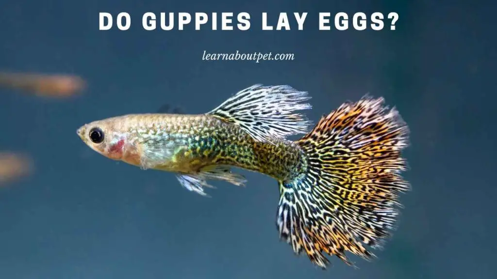 Do guppies lay eggs