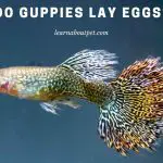 Do Guppies Lay Eggs? (9 Interesting Facts)