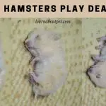 Do Hamsters Play Dead? (9 Interesting Facts)