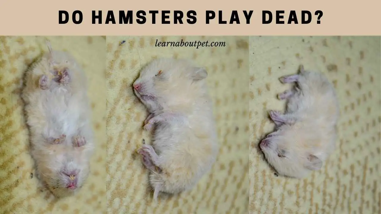 Do Hamsters Play Dead? (9 Interesting Facts) 2022