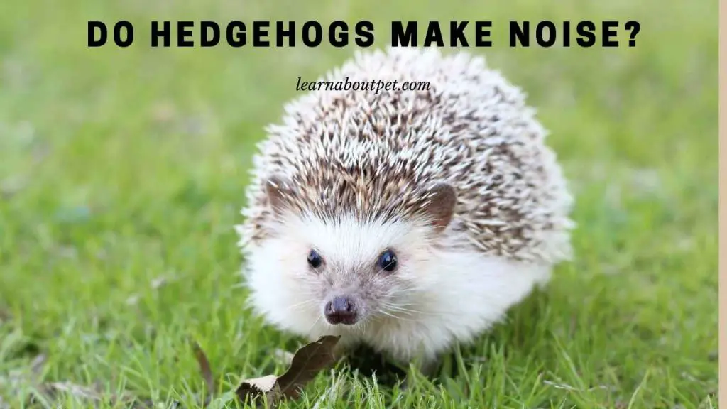 Are hedgehogs noisy