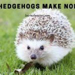 Do hedgehogs make noise