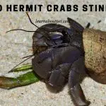 Do Hermit Crabs Stink? (9 Interesting Facts)