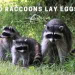 Do raccoons lay eggs