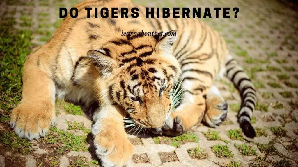 Do tigers hibernate