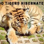 Do Tigers Hibernate? (9 Interesting Tiger Facts)