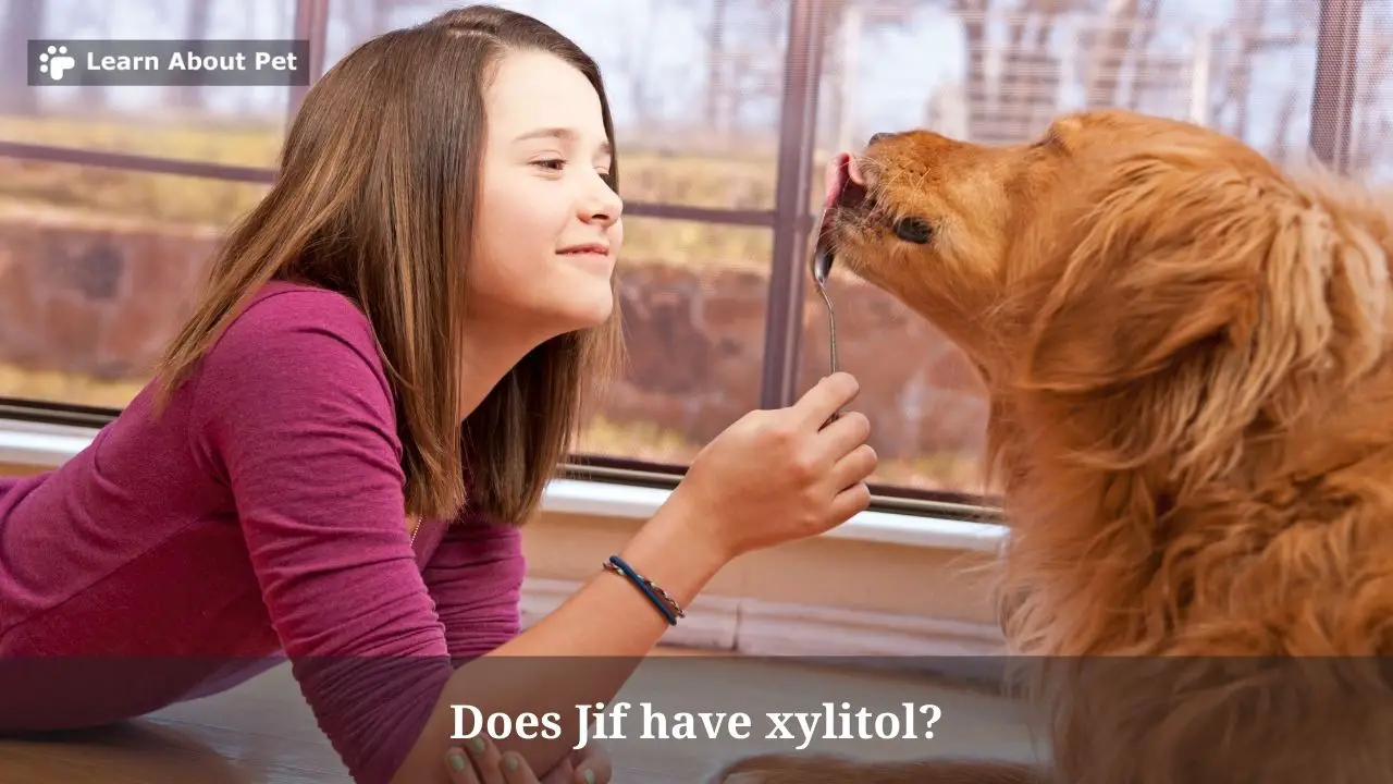 Does Jif Have Xylitol? (9 Interesting Health Facts)