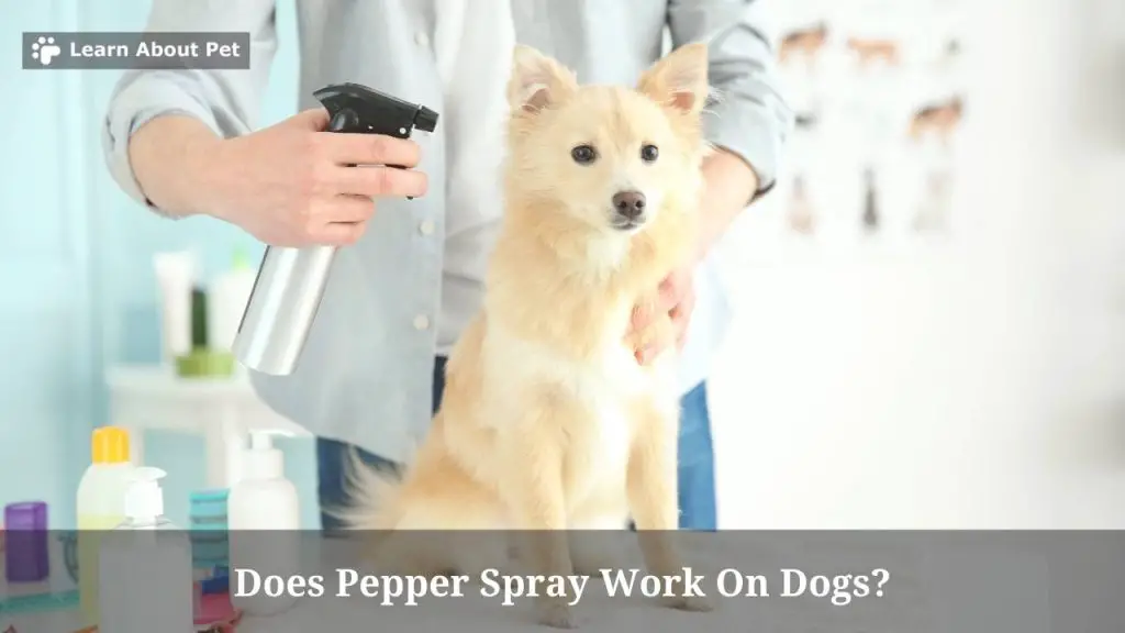 Does Pepper Spray Work On Dogs? (7 Clear Facts) - 2023