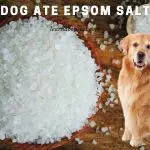 Dog Ate Epsom Salt : (9 Menacing Health Risks)