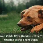 Dog Chewed Cable Wire Outside : How To Protect Outside Wires From Dogs? 7 Clear Facts