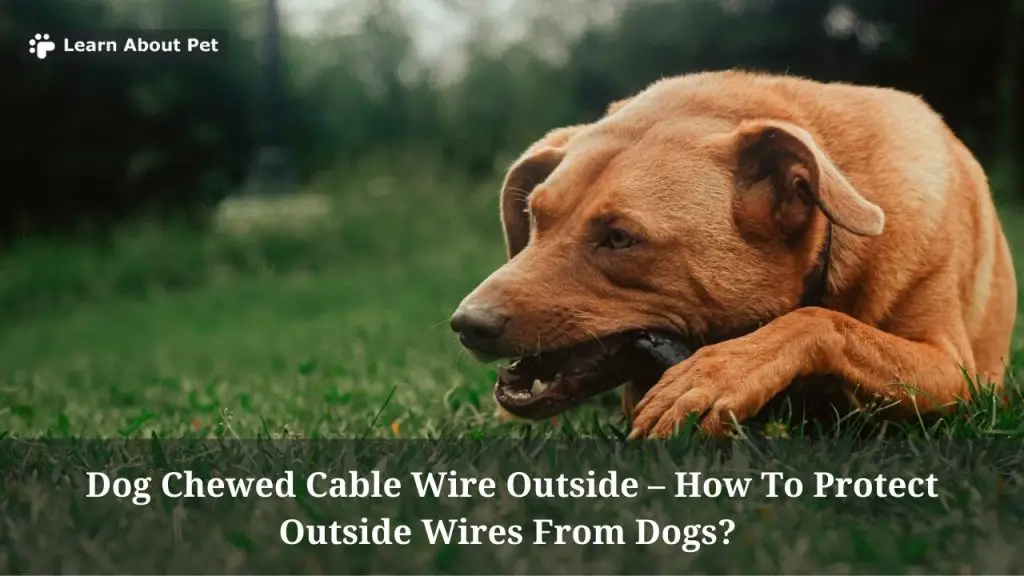 Dog Chewed Cable Wire Outside : How To Protect Outside Wires From Dogs