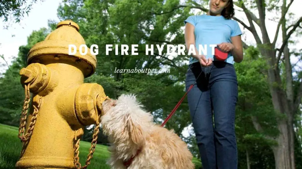 Dog Fire Hydrant 9 Cool Fire Hydrants For Dogs To Pee On 2024   Dog Fire Hydrant 1024x576 