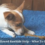 Dog Swallowed Rawhide Strip