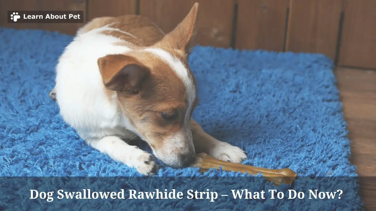 Dog Swallowed Rawhide Strip 9 Menacing Health Facts 2024