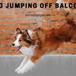 Dog Jumping Off Balcony : (9 Important Facts) dog jumping off balcony