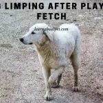 Dog Limping After Playing Fetch : (7 Important Facts)