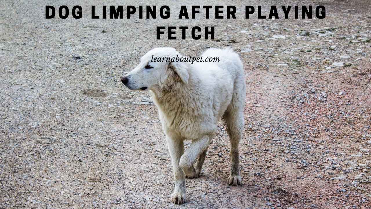 Dog Limping After Playing Fetch (7 Important Facts) 2023